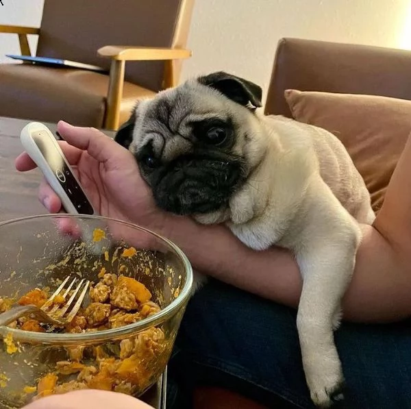 simpatico regalo di cuccioli di carlino