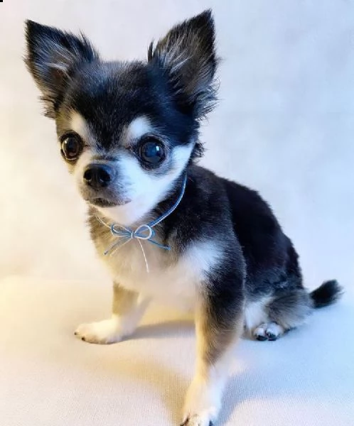 vbnbn regalo cucciolo regalo cuccioli di chihuahua