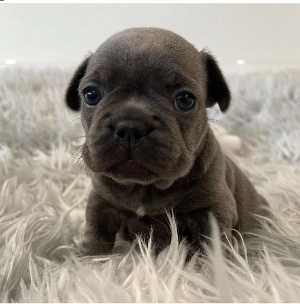 mkmkmregalo cucciolo bulldog francese