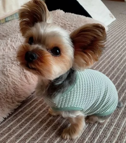 simpatici cuccioli yorkie in adozione