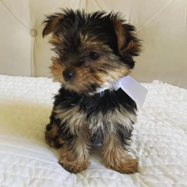 regalo cuccioli di yorkie per il reinserimento | Foto 0