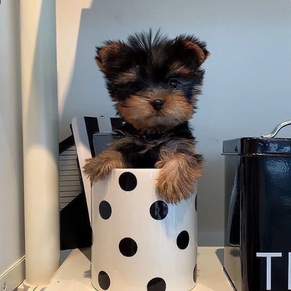 regalo cuccioli di yorkie per il reinserimento