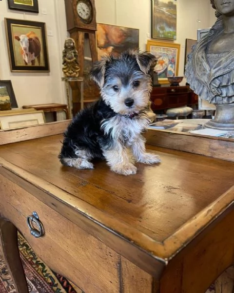 ## regalo cuccioli di yorkie per il reinserimento!!!