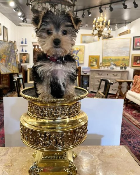 ## regalo cuccioli di yorkie per il reinserimento!!! | Foto 0