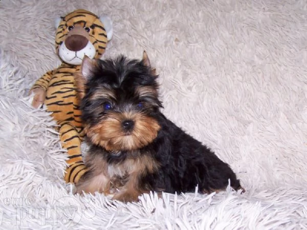 [at] regalo cuccioli di yorkie per il reinserimento[at] | Foto 0