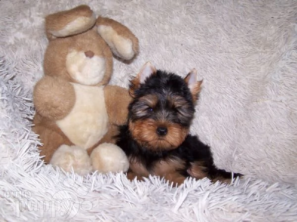 [at] regalo cuccioli di yorkie per il reinserimento[at]