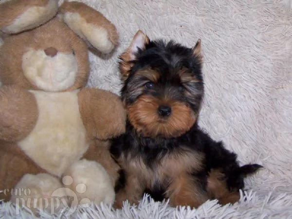 %regalo cuccioli di yorkie per il reinserimento%