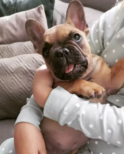 regalo bouledogue francese | Foto 0