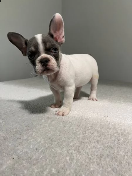 regalo meravigliosi cuccioli di bulldog francese