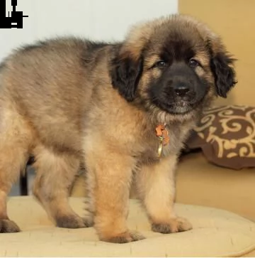 stupendi cuccioli di leonberger