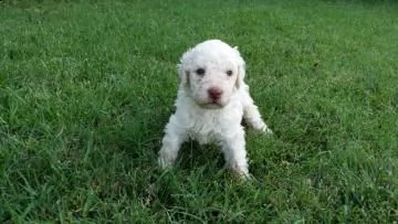 cuccioli di lagotto romagnolo | Foto 0
