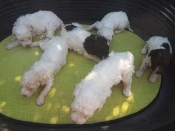 cuccioli di lagotto romagnolo