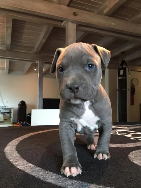 ultimi cuccioli di pitbull blue nose