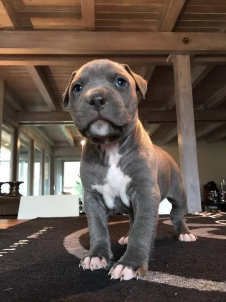 ultimi cuccioli di pitbull blue nose | Foto 0
