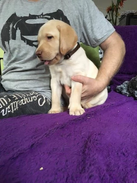 cuccioli labrador retriver 