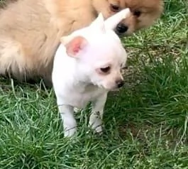  chihuahua cuccioli introvabili cuccioli di chihuahua intelligenti e dolcissimi attaccati al padrone