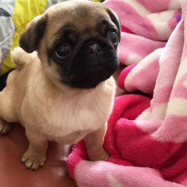 simpatico regalo di cuccioli di carlino