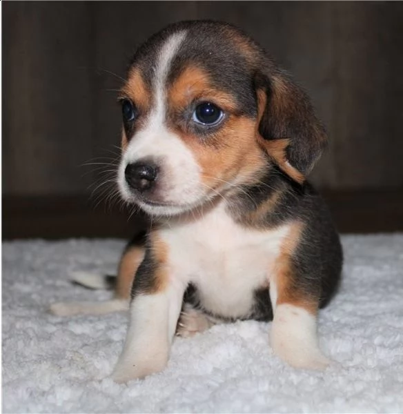 regalo beagle cuccioli meravigliosi ! 