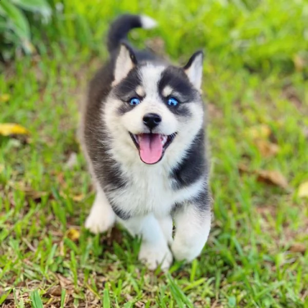 cuccioli di siberian husky