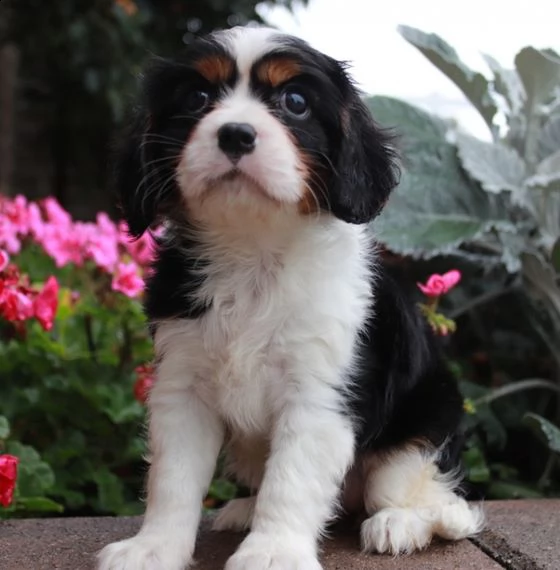 regarlo shih tzu cuccioli  bellissima cucciolata cerca nuova famiglia, 4 maschi e 3 femmina, 60 gg, 