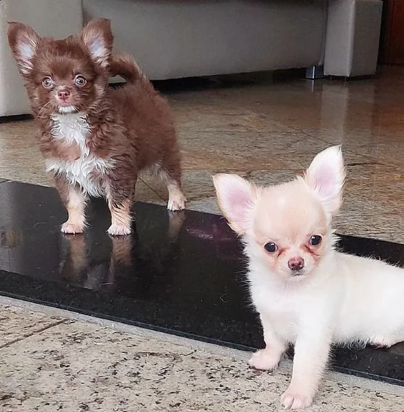 regalo cucciolo regalo cuccioli di chihuahua