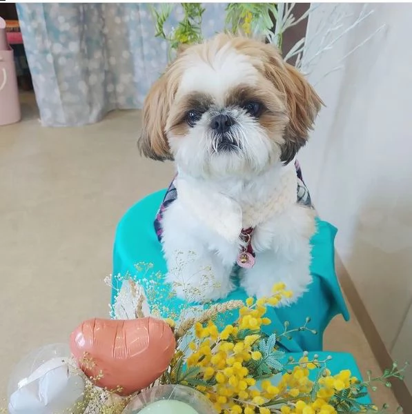 regalo cucciolo regalo shitzu