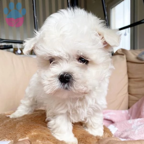 ?regalo cucciolo maltese