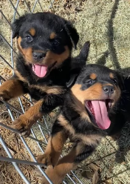  top quality rottweiler puppies top quality rottweiler puppies(100% purebred). nice and healthy! vet