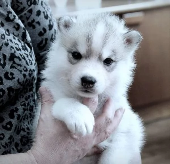 regalo siberian husky