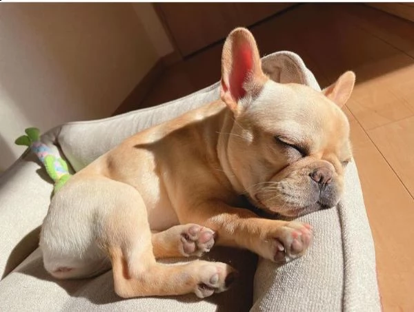 regalo cucciolo bulldog francese