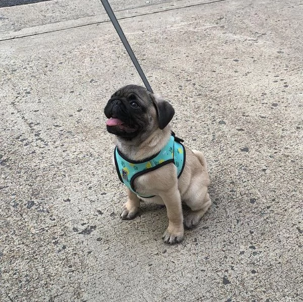 simpatico regalo di cuccioli di carlino