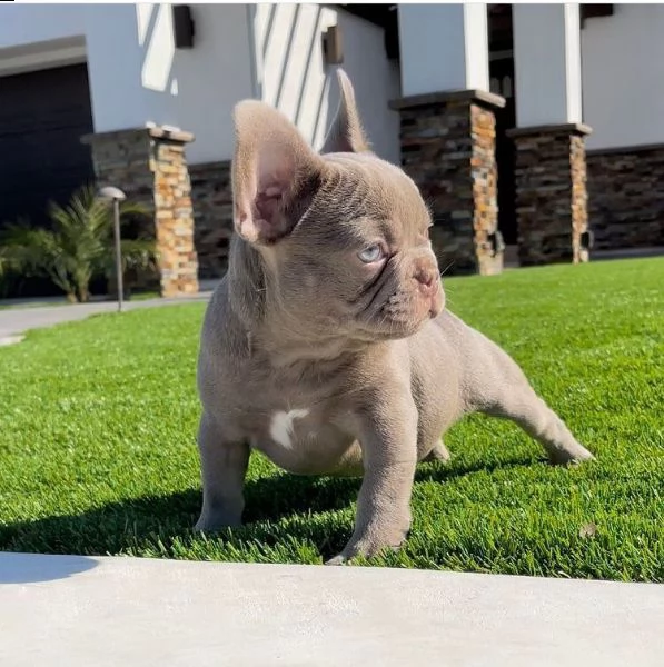 ?regalo cucciolo bulldog francese
