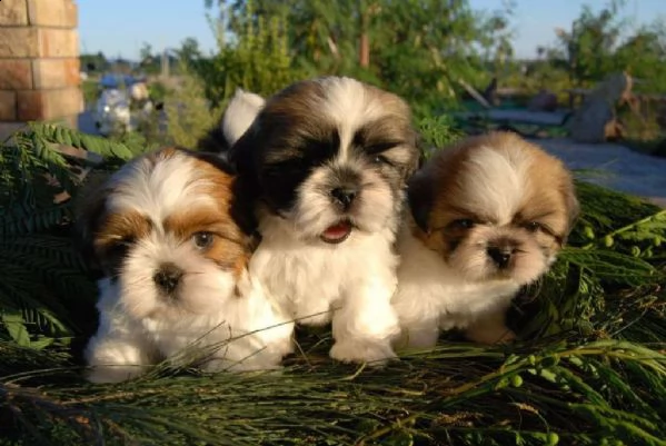mostra i bambini shih tzu di qualità
