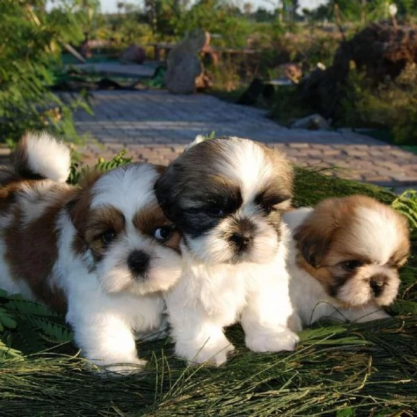 mostra i bambini shih tzu di qualità | Foto 2