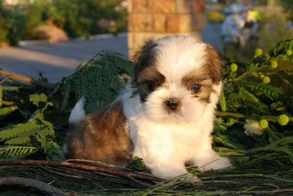 mostra i bambini shih tzu di qualità | Foto 1
