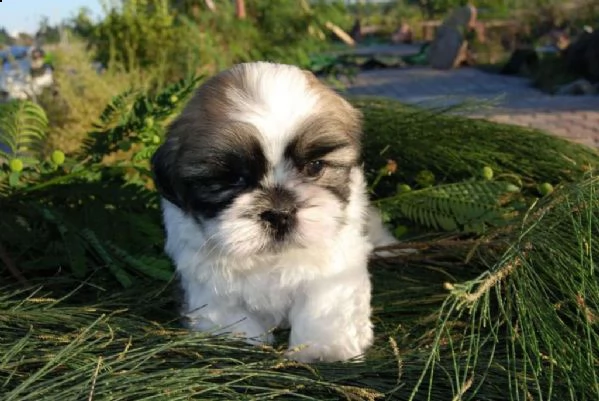 mostra i bambini shih tzu di qualità | Foto 0