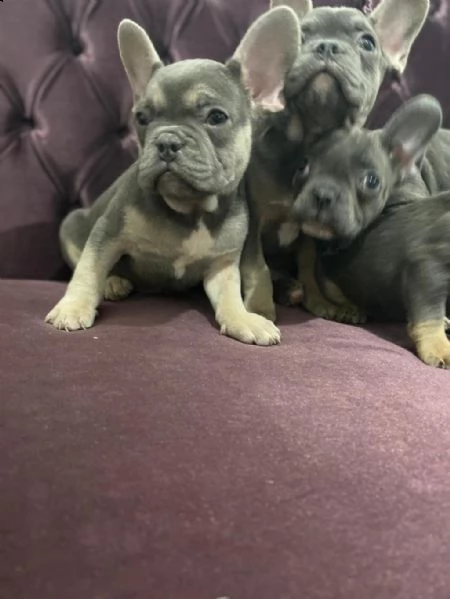 bulldog francese | Foto 2