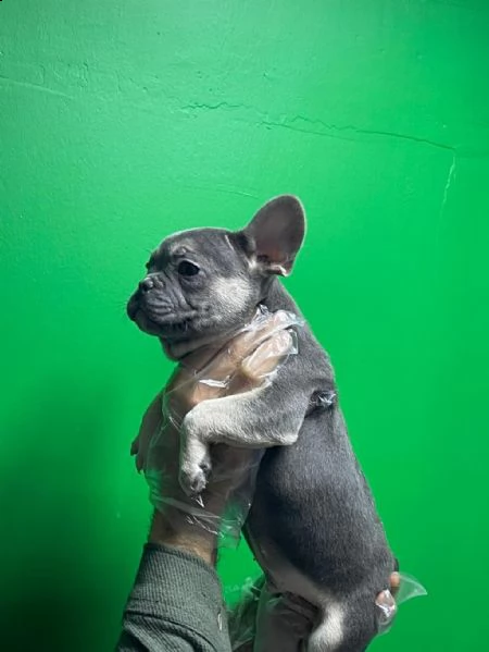 bulldog francese | Foto 1