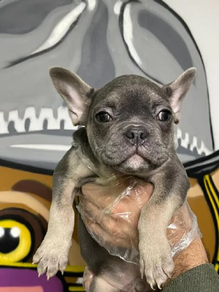 bulldog francese | Foto 0