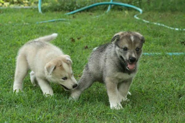 lupo cecoslovacco cuccioli  | Foto 4