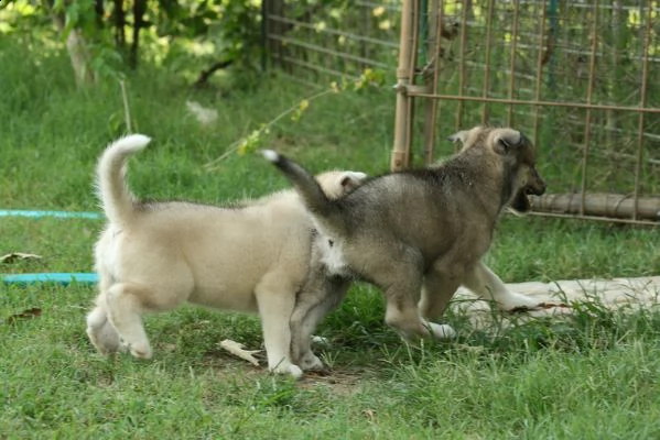 lupo cecoslovacco cuccioli  | Foto 3