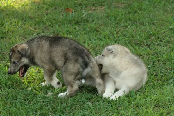 lupo cecoslovacco cuccioli  | Foto 2