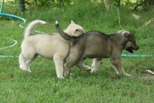 lupo cecoslovacco cuccioli  | Foto 0