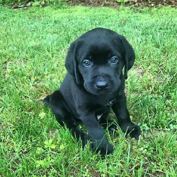 cuccioli di labrador  | Foto 0