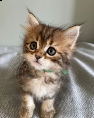 745894cuccioli siberiano gattini