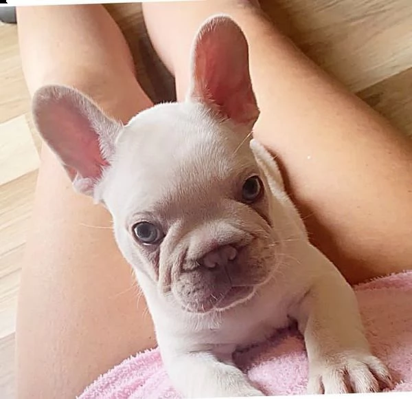 ryty regalo cucciolo bulldog francese