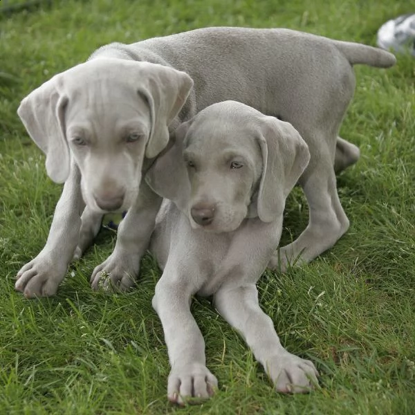 bracco weimaraner ochi blue | Foto 1