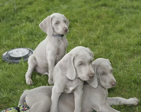 bracco weimaraner ochi blue