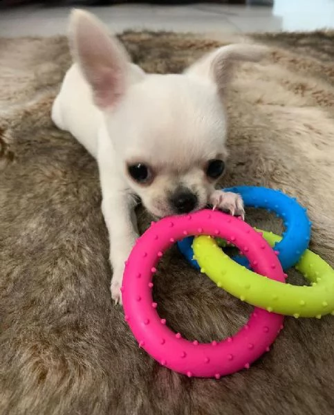 regalo cucciolo regalo cuccioli di chihuahua