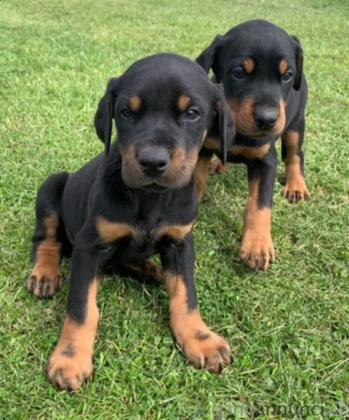 disponibili cuccioli dobermann